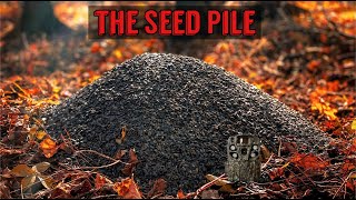 We Left a PILE OF SUNFLOWER SEEDS in the Woods Heres what happened Trail Camera The Seed Pile [upl. by Treblah]