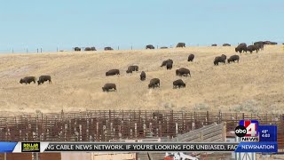 Antelope Island Bison Roundup [upl. by Halley]