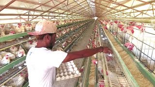 Production Oeufs Opportunité en HAITI  FRANCAIS [upl. by Tse]