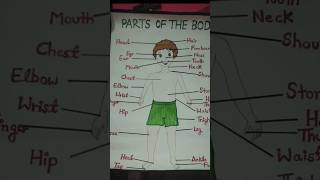 Parts of the body [upl. by Ayerim]