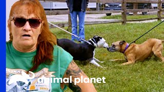 Dog Rescued As A Puppy Reunites With His Best Friend  Pit Bulls amp Parolees [upl. by Ahsahtan]