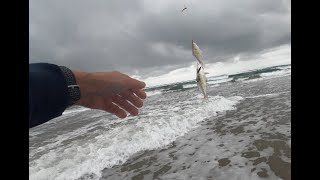 Oregon Surf Perch Fishing Club Feb 5 2024 [upl. by Sillad]