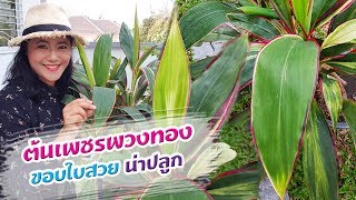 ต้นเพชรพวงทองขอบใบสวยน่าปลูกเปิดโลกออนไลน์ Ep114 Aranya Channel [upl. by Andra]