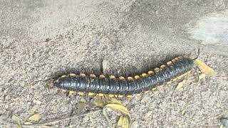 Millipede Roaming along the Dusty Road 🐛🛣️ millipedes millipede millipedetoy kenno worms keeda [upl. by Rellia]