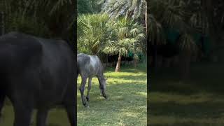 بابر راجہ کا ڈیرہ horse horsemilk cooking naturalhorsecare horseenthusiast musicgenre horseb [upl. by Morel372]