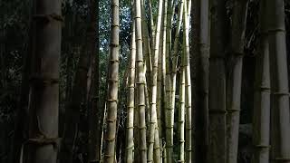 GIANT BAMBOO DENDROCALAMUS ASPER in BUKIDNON [upl. by Justinn]