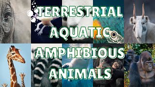 TERRESTRIAL AQUATIC and AMPHIBIOUS ANIMALS  Science for kids [upl. by Hael417]