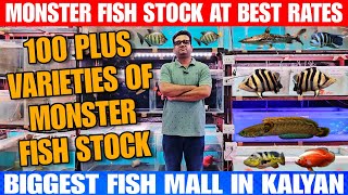 100 Plus Varieties Of Monster Fish Stock  Fish At Best Rates  At Asia Aquarium And Pets Kalyan [upl. by Sharl363]