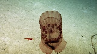 Sea Cucumbers of the Deep  Nautilus Live [upl. by Winnah]