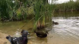 Who is faster magnificent moorhens and pigeons compete for food on the pondbirds [upl. by Zaria269]