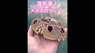 愛らしいカラッパを観察🦀 メガネカラッパ カニ calappa 海洋生物観測所 shorts [upl. by Trisa]