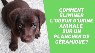 Comment éliminer lodeur durine animale sur un plancher de céramique  SOS Odeurs [upl. by Gnap168]