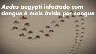 Aedes aegypti infectado com dengue é mais ávido por sangue [upl. by Ketti]