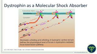 Evolutions in the Management of Duchenne Muscular Dystrophy Introduction to Dystrophin [upl. by Kelam308]