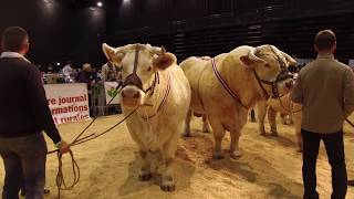 FETE DU CHAROLAIS ROANNE LE SCARABEE [upl. by Viviyan]