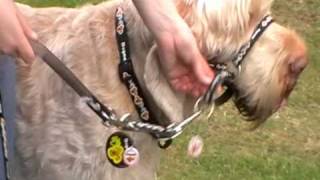 Dogmatic Headcollar and Training Lead  how to fit and use [upl. by Aidroc504]