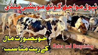 Naval Cow Mandi latest Rates update  naval  Bakra Eid 2024 [upl. by Teiv358]