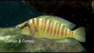 Fincasters Episode 77Altolamprologus compressiceps and calvus [upl. by Gretchen480]