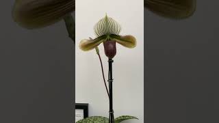 Paphiopedilum Memoria Peter Gorinsky HCCAOS [upl. by Terence]