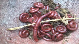 ASRM Clearing Catch find Dung Beetle  Millipedes Worm insects ASRM Super insects Millipedes009 [upl. by Akener654]