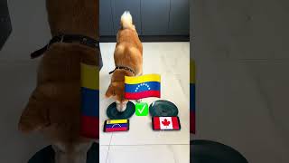 Copa America 2024 Dog Predicts Football games Argentina vs Ecuador Messi Brazil amp More Finals [upl. by Lamond559]