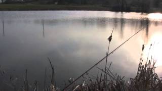 Fly fishing for panfish topwater [upl. by Ilrac]