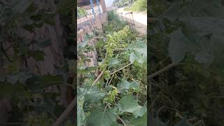 Xanthium strumarium L Cocklebur Aartgal जड़ी बूटी aurveda [upl. by Eibba]