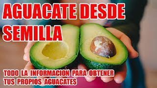 COMO GERMINAR Y OBTENER TUS PROPIOS AGUACATES DESDE SEMILLA [upl. by Jacobah]