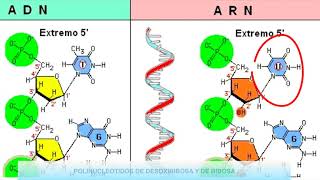 Nucleótidos ADN y ARN  4eso [upl. by Campy]