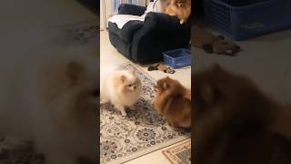 Pomeranian playing compilation funny moments [upl. by Drofiar301]