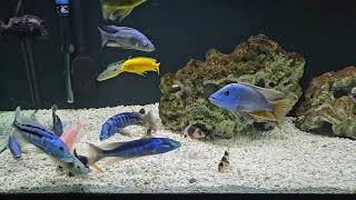 African Cichlids Snack Time [upl. by Diamante933]