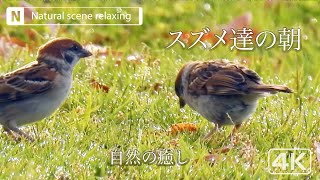 スズメ達の朝 自然の癒し かわいい 面白 リラックス 元気が出る ヒーリング 鳥の声 [upl. by Kurr859]