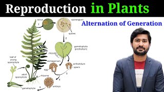 Reproduction in plants  Alternation of generation  life cycle of Pinus class 12 [upl. by Huppert]