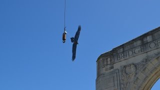 Haast Eagle Sightings in Christchurch [upl. by Joyce]