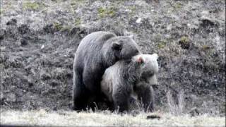 Mating Grizzly Bears [upl. by Lynnet]