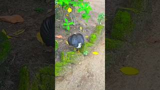 White breasted waterhen  white breasted waterhen bird sound 🐔😀 shorts waterhen youtubeshorts [upl. by Parish305]