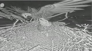 SWFL Eagles  INTENSE MOMENT F23 Defends Eggs By Striking amp Pushing Intruder Off The Nest 121224 [upl. by Will]