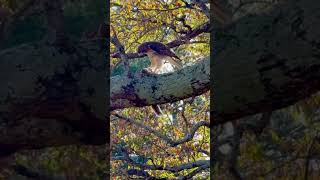 Redtailed Hawk eating a squirrel birdwatching nature wildlife circleoflife flying [upl. by Aihsemaj643]