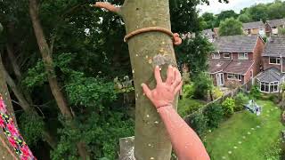 Groundlord Tree Contractors  Woodland Boundary Beech Rigging Removal [upl. by Allebram]