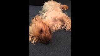 Yorkshire terrier barking in his sleep [upl. by Undis]