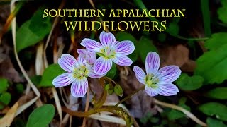 Southern Appalachian Wildflowers [upl. by Ecyarg214]