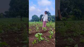 new adivasi video  jangal rakhwala re adivasi songs adivasi aadiwasi aadivasi mahakalwoodvlog [upl. by Rostand]