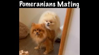 STUCK INSIDE HER 😲 POMERANIANS MATING PART 3 [upl. by Fadas506]