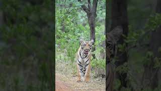 Belara zone tiger plz subscribe to my channel for wildlife update [upl. by Paz]