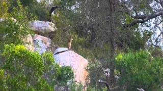 Klipspringer versus Eagle [upl. by Nemhauser]