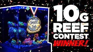 Amazing 10 Gallon Nano Reef Tank Winner 4K [upl. by Novonod]