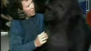 Shatner Goes Ape Over Koko the Gorilla  92908 [upl. by Petronilla432]