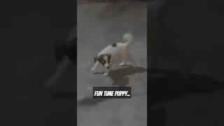 Puppy Fun time🐕viralvideo cute funny doglover shortvideo [upl. by Tinaret762]