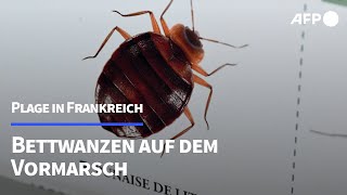 quotBettwanzen sind die Höllequot  AFP [upl. by Ahsinert98]