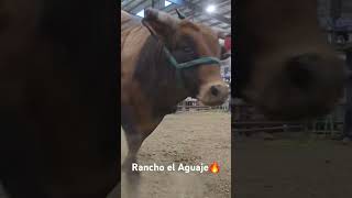 Rancho el Aguaje🔥 explore viralvideo viralshort foryou fyp [upl. by Yerffeg]